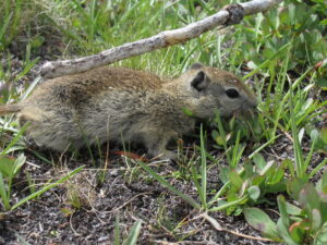 Urocitellus beldingi (Belding's ground squirrel)