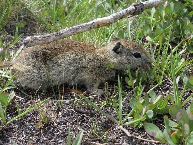 Urocitellus beldingi (Belding's ground squirrel)