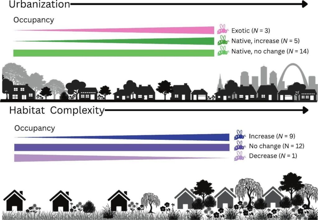 Urbanization affects bees less than habitat complexity